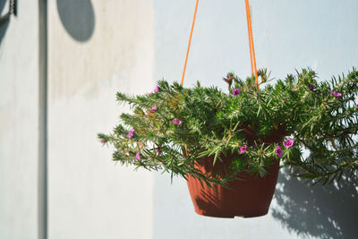 Close-up of potted plant against wall