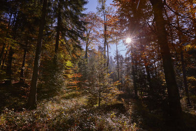 Low angle view of trees in forest