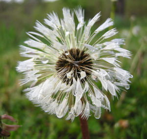 Close-up of flower