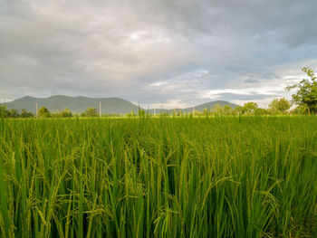 Scenic view of agricultural field against sky