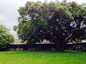 Trees growing on grassy lawn