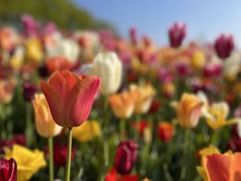 Close-up of pink flowering plants