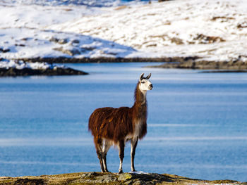 Deer standing on field