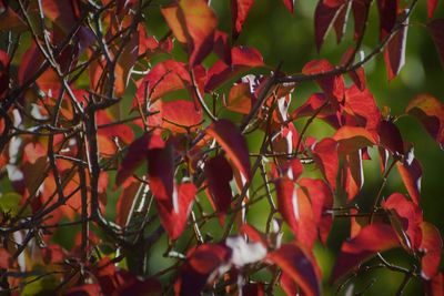 Close-up of red leaves on tree