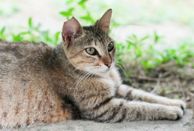 Close-up portrait of a cat resting