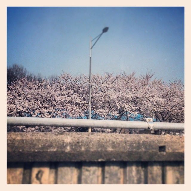 transfer print, snow, auto post production filter, winter, cold temperature, clear sky, tree, bare tree, blue, sky, season, street light, nature, copy space, tranquility, outdoors, weather, day, tranquil scene, no people