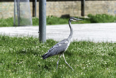 Side view of a bird on field