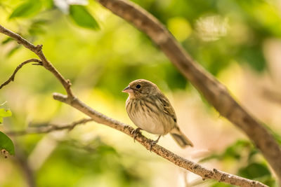 Close-up of bird perching on branch