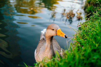 Wild ducks swim in the lake. birds close-up in the water. spring. high quality photo