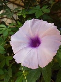 Close-up of flower blooming outdoors