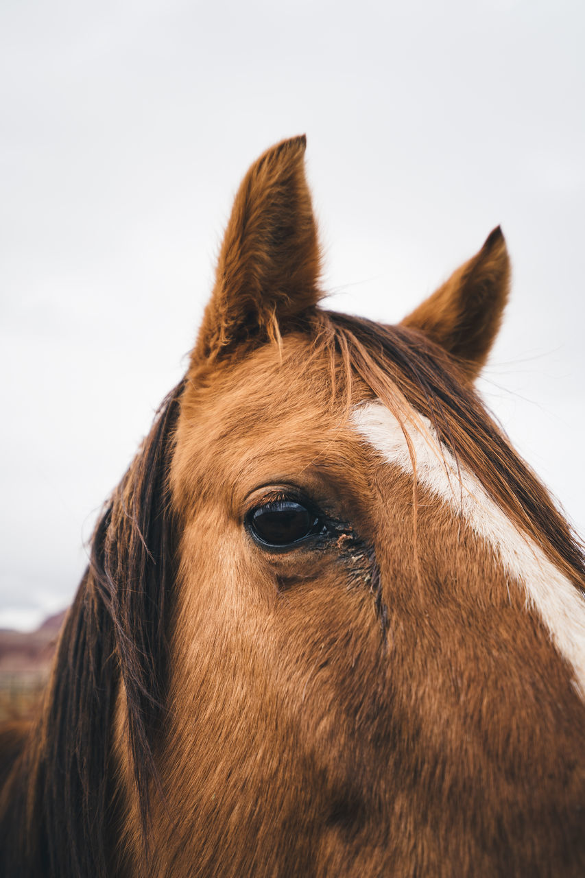 horse, livestock, mammal, domestic, animal, domestic animals, pets, animal themes, one animal, animal body part, brown, animal wildlife, animal head, vertebrate, close-up, no people, sky, day, mane, eye, animal eye, herbivorous