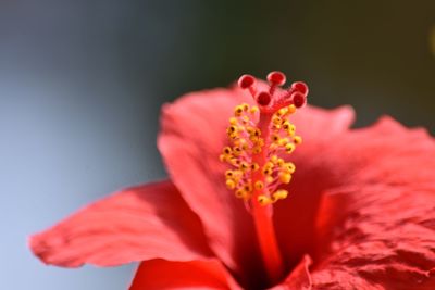 Close-up of red flower