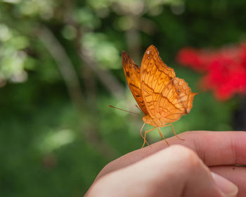 Close-up of butterfly on plant