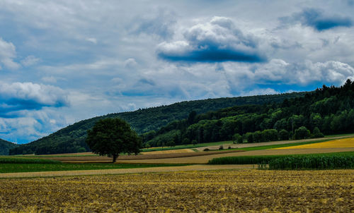 Scenic view of agricultural field against sky