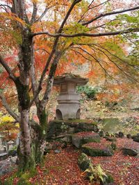 Trees in park during autumn