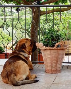 View of a dog sitting on floor