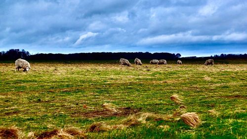 Cows grazing on field against sky