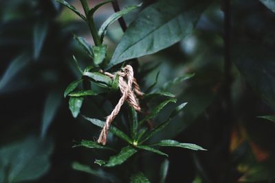 Close-up of a plant