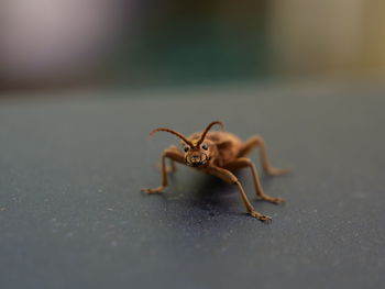 Close-up of insect on table