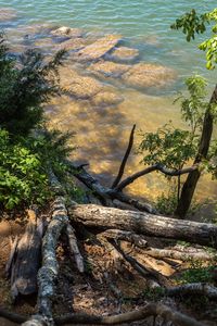 High angle view of driftwood in forest