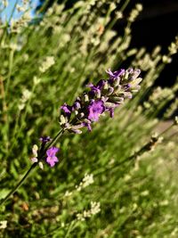 Close-up of purple flowering plant on field