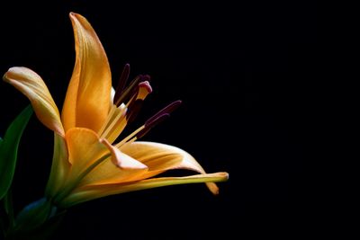 Close-up of day lily against black background