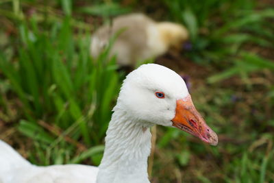 Close-up of a bird on land