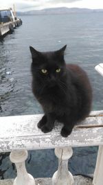 Close-up portrait of cat on water