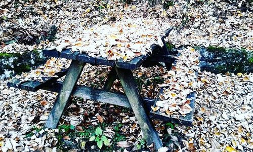 Plant growing on field