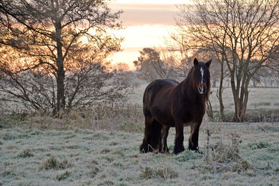 Dark horse standing in a frosty field at dawn