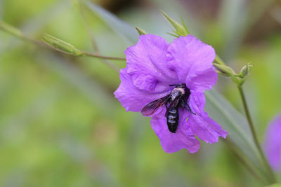 Close-up of insect on purple flower