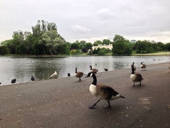 Ducks on the lake