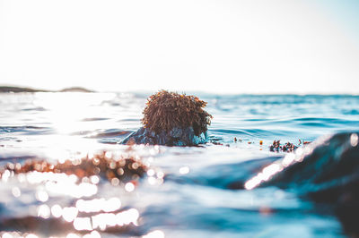 Close-up of sea shore against clear sky