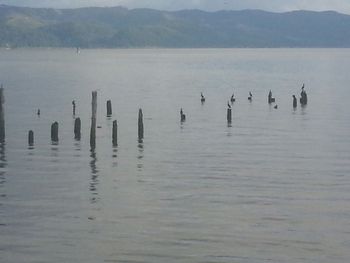 Birds in lake against mountains