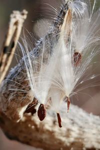 Seeds from a seed pod