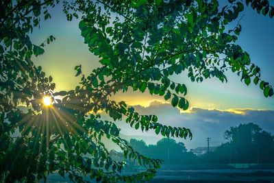 Sun shining through trees during sunset