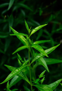 Close-up of fresh green plant