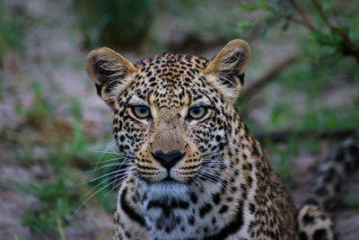 Portrait of leopard