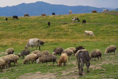 Sheep grazing in a field