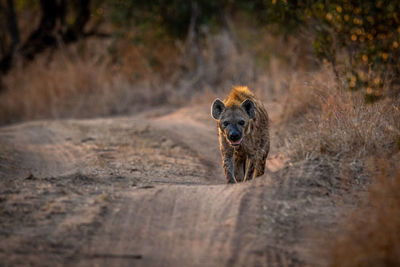 Lioness sitting on field