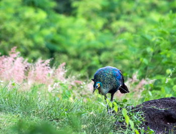 High angle view of a bird on field