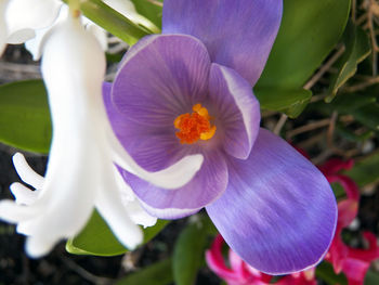 Close-up of purple flowering plant