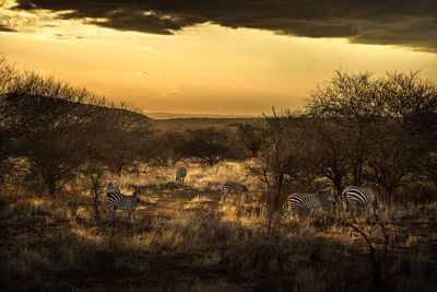 Scenic view of tree against sky during sunset