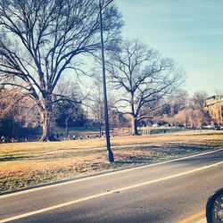 Road along bare trees