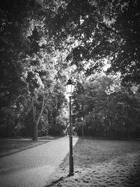 Street light in park