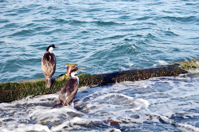 Birds perching on shore