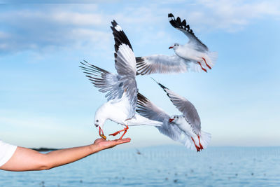 Low angle view of seagulls flying over sea