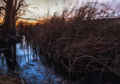 Bare trees by lake against sky during sunset
