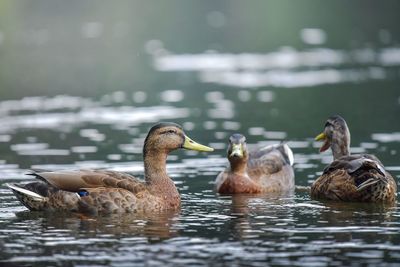 Ducks swimming on lake