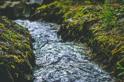 Scenic view of river flowing in forest